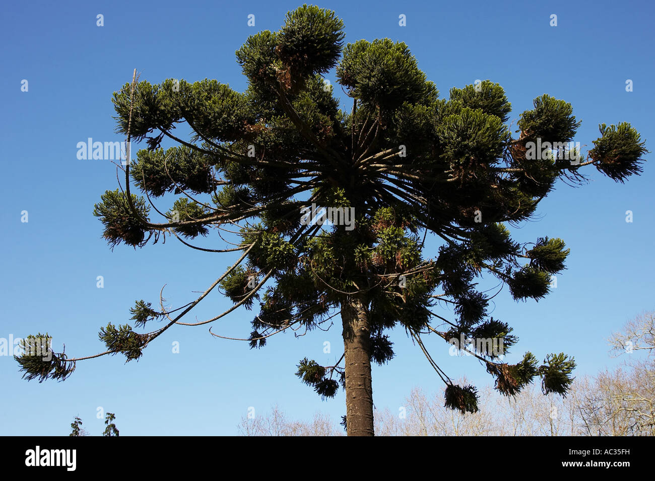 Brasilian pine (Araucaria angustifolia),  at Palheiro Garden, Portugal, Madeira Stock Photo