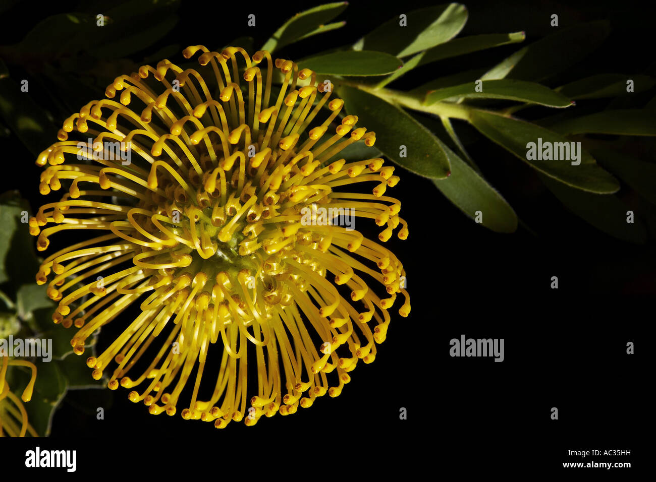 Nodding pincushion, Pincushion protea (Leucospermum cordifolium