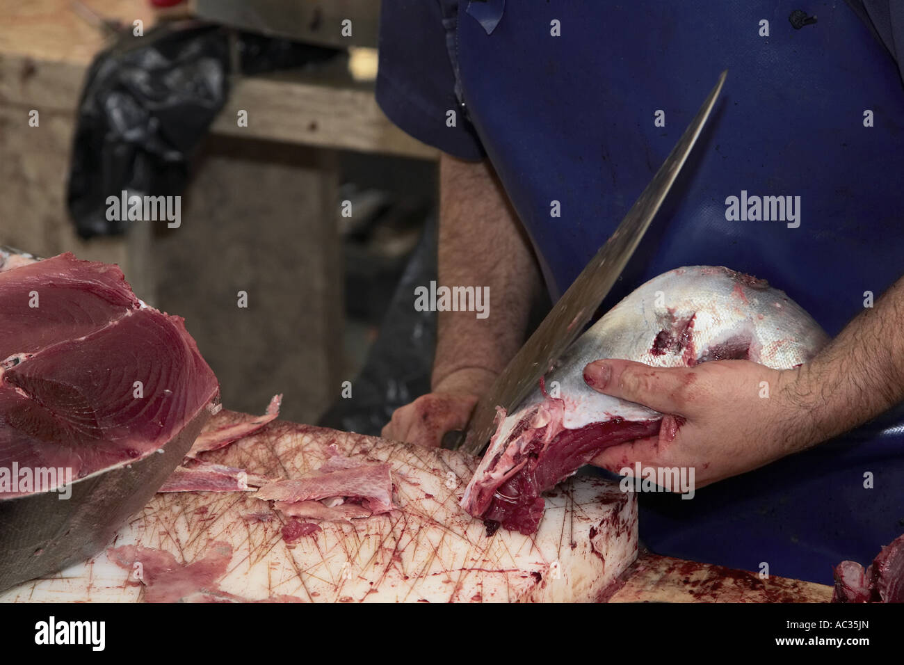 tunny, blue-fin tuna, blue-finned tuna, northern bluefin tuna (Thunnus thynnus), at the fish market, Portugal, Madeira, Funchal Stock Photo