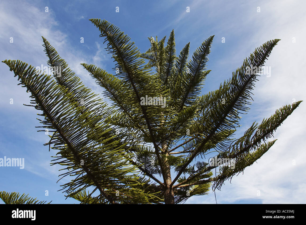 Norfolk Island Pine (Araucaria heterophylla, Araucaria excelsa), tree at the village square, Portugal, Madeira, Camacha Stock Photo