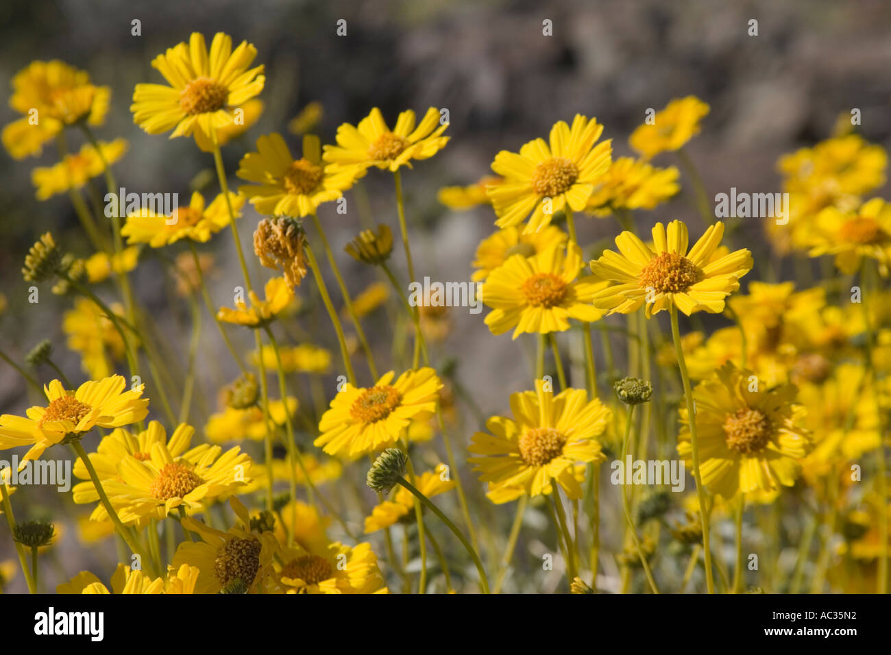 Yellow brittle bush (Encelia farinosa) wildflowers at Death Valley