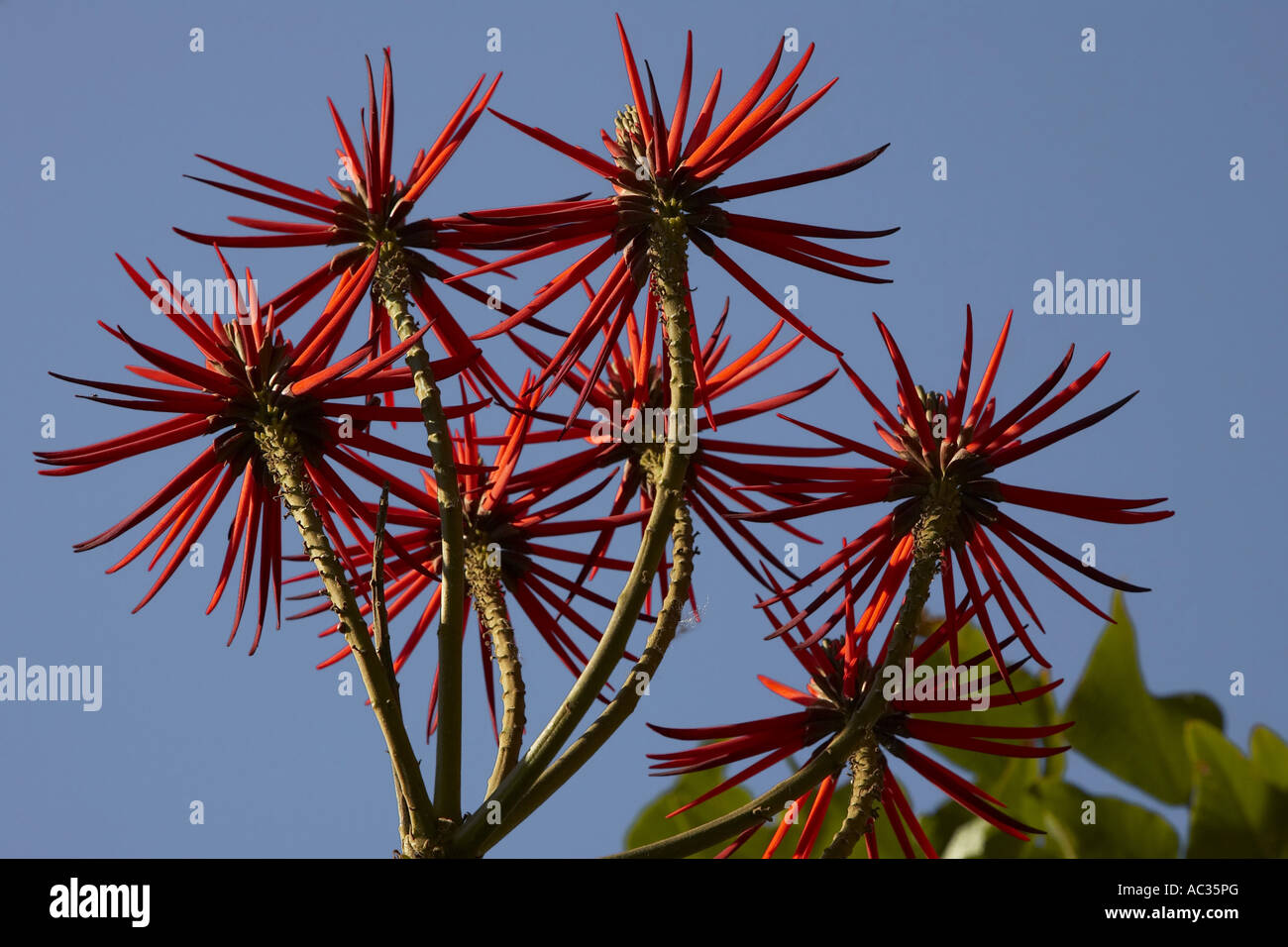 coral tree, Mulungu (Erythrina speciosa), blooming, Portugal Stock Photo