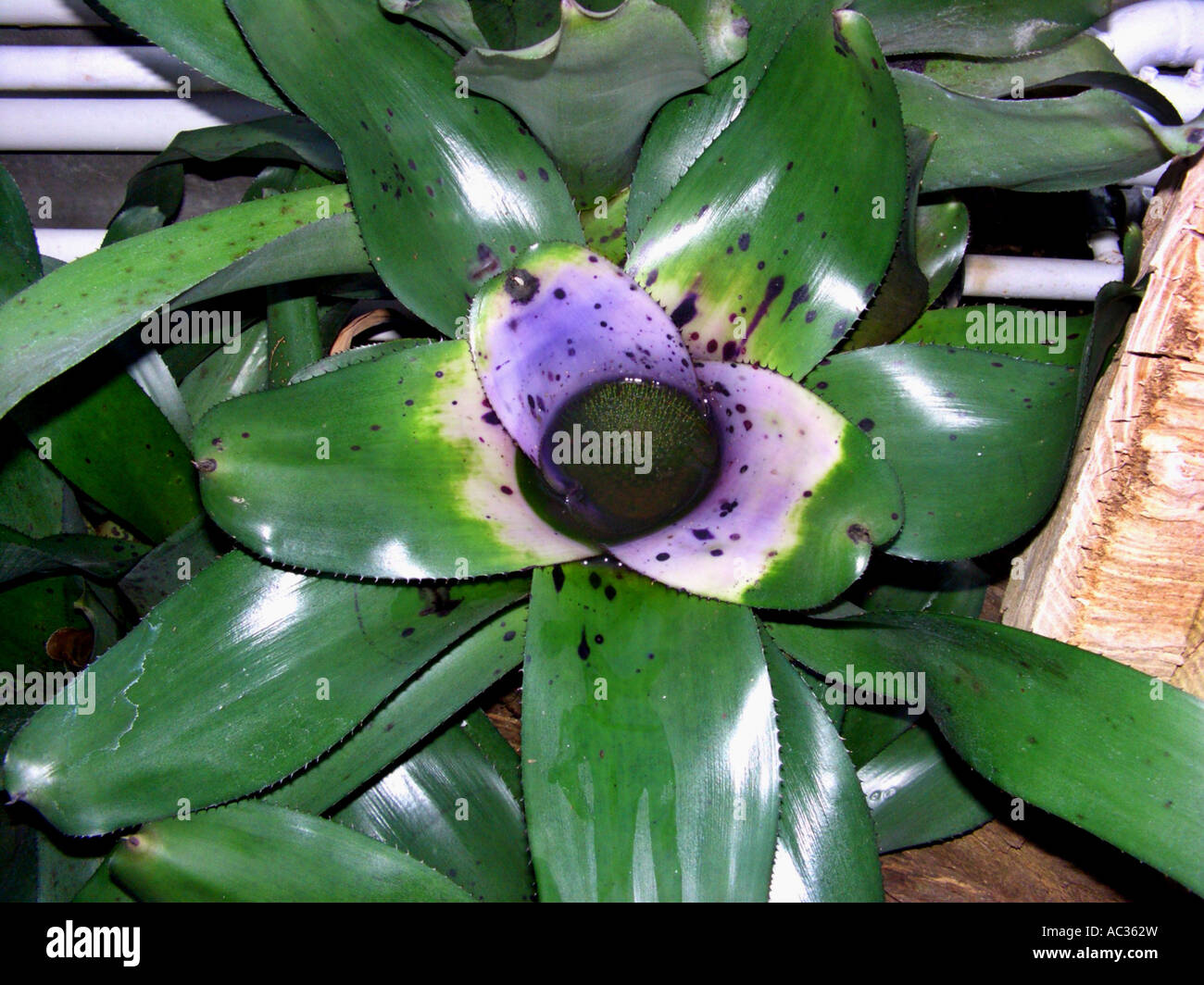 Neoregelia concentrica (Neoregelia concentrica ' Plutonis', Neoregelia concentrica 'Plutonis), leaf rosette with coloured bracts Stock Photo
