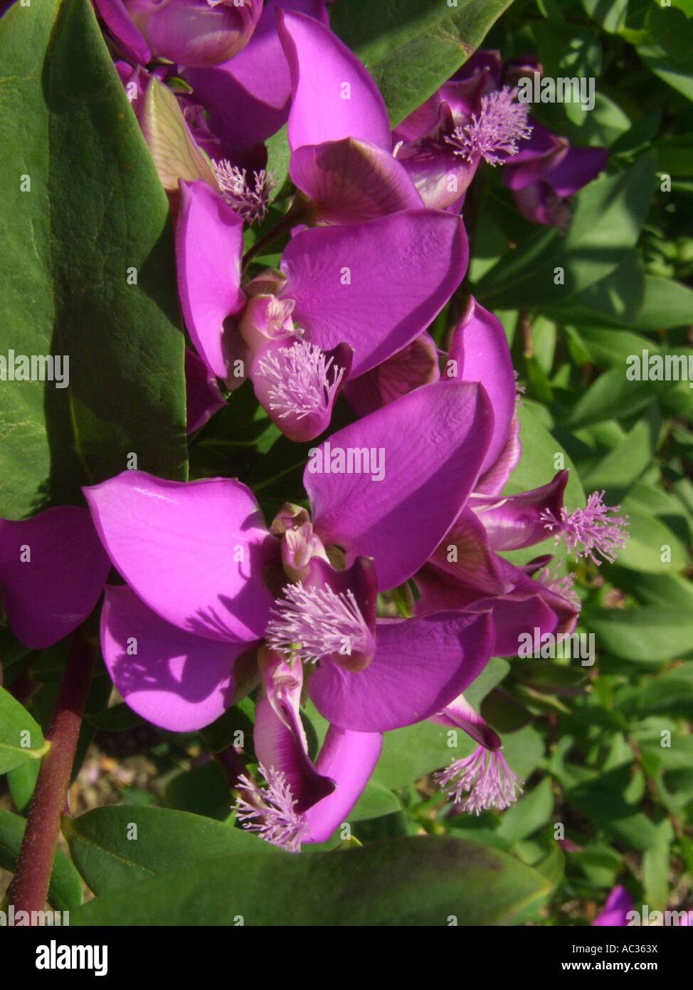 Sweet Pea Shrub (Polygala dalmasiana, Polygala x dalmasiana), flowers Stock Photo