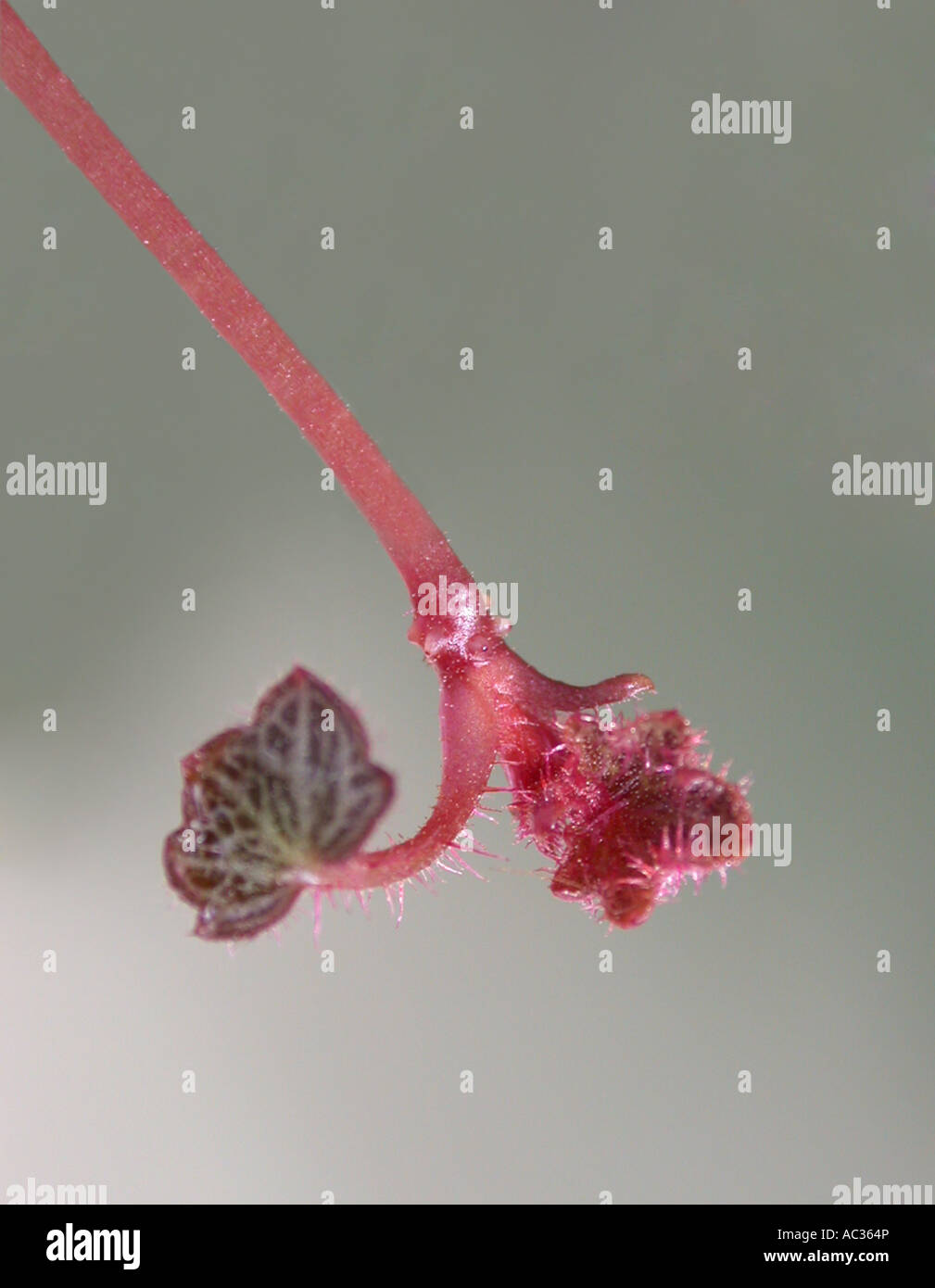 Mother-of-Thousands, Strawberry Geranium, Creeping Saxifrage (Saxifraga stolonifera), stolon with young leaf Stock Photo
