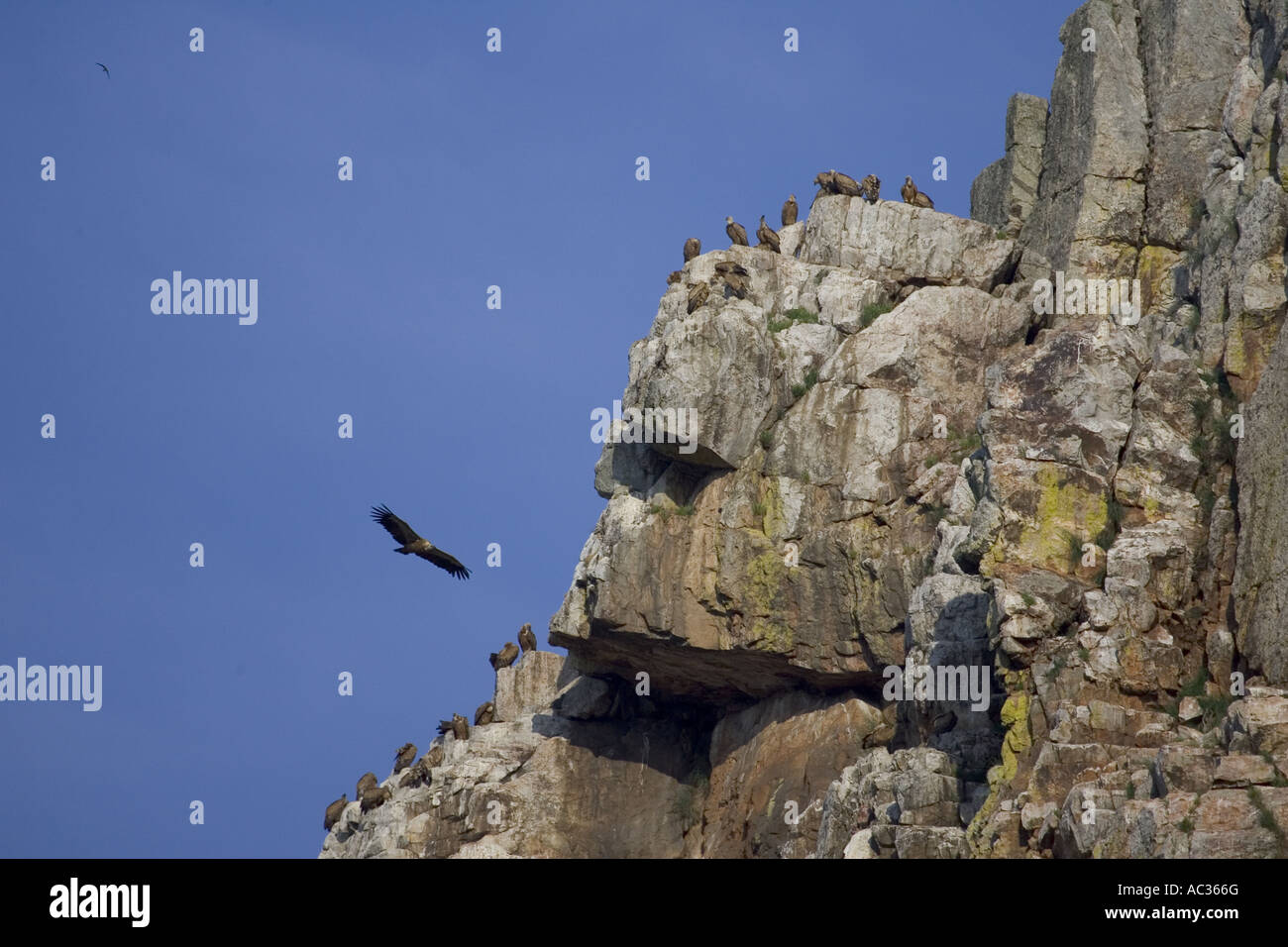 griffon vulture (Gyps fulvus), on precipice, Spain, Extremadura, Naturschutzgebiet Monfrague Stock Photo