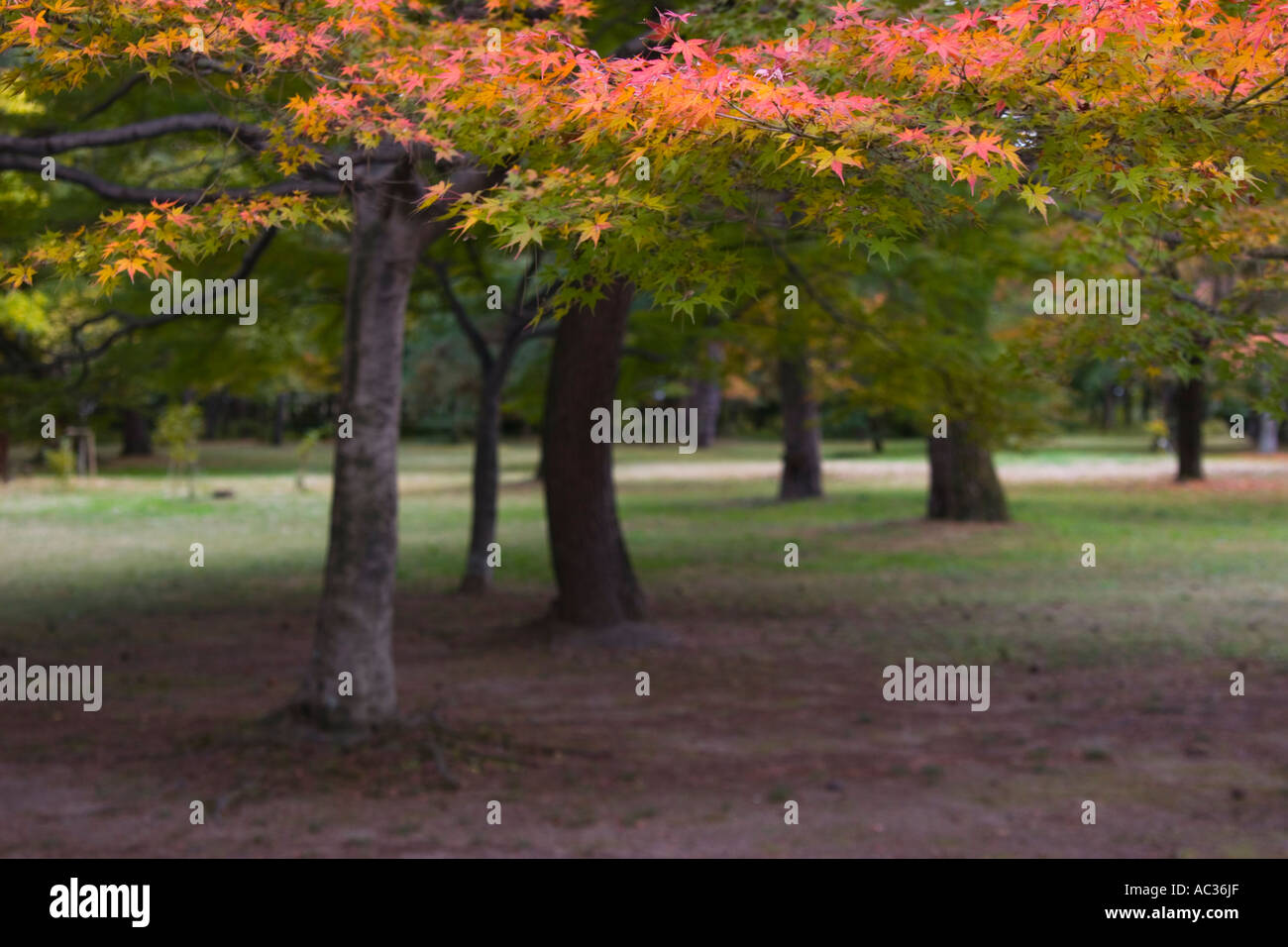 Japanese maple Acer palmatum in autumn colors Kyoto Imperial Park Kyoto Kansai Region Japan Stock Photo