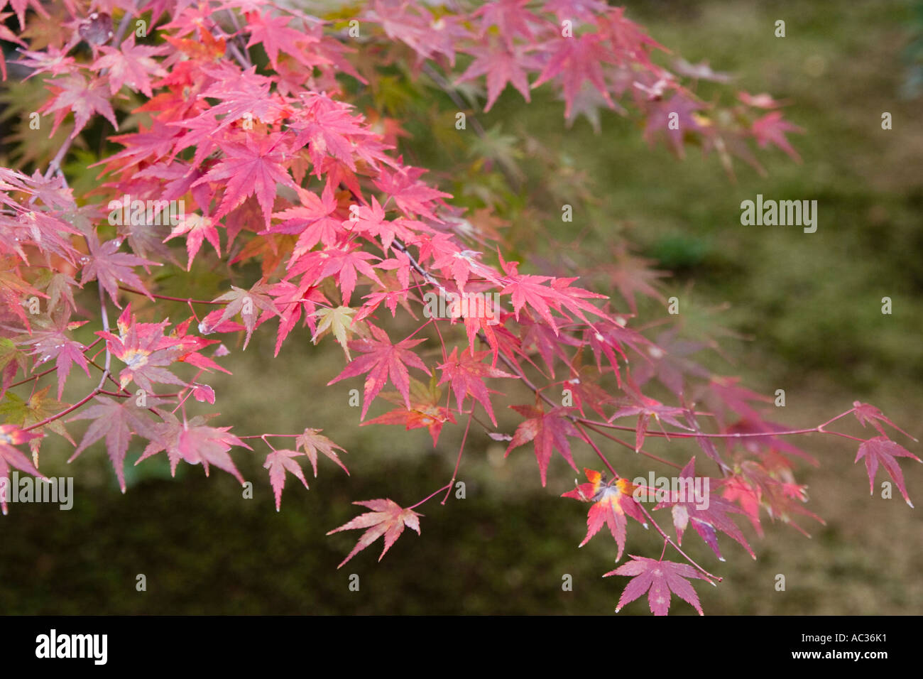 Japanese maple Acer palmatum during autumn at Daitokuji Temple Kyoto