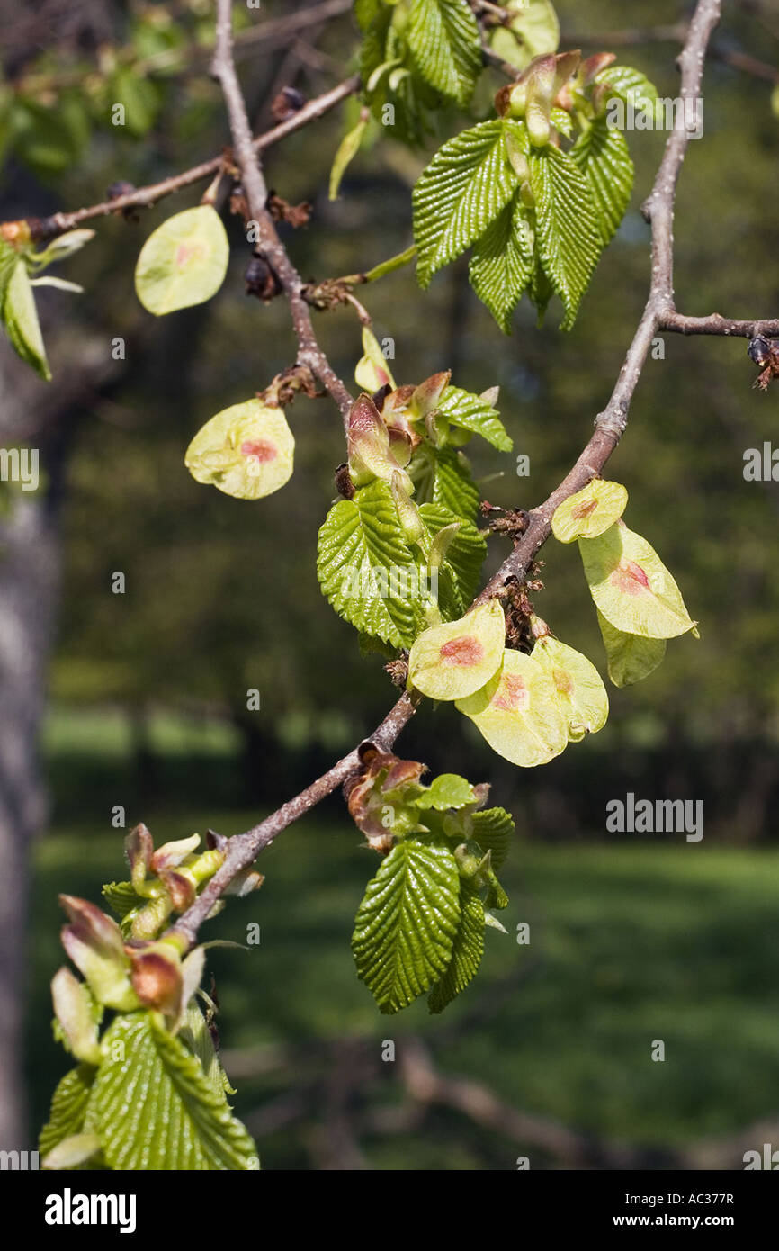 Scotch elm, wych elm (Ulmus glabra, Ulmus scabra), twig with fruits Stock Photo