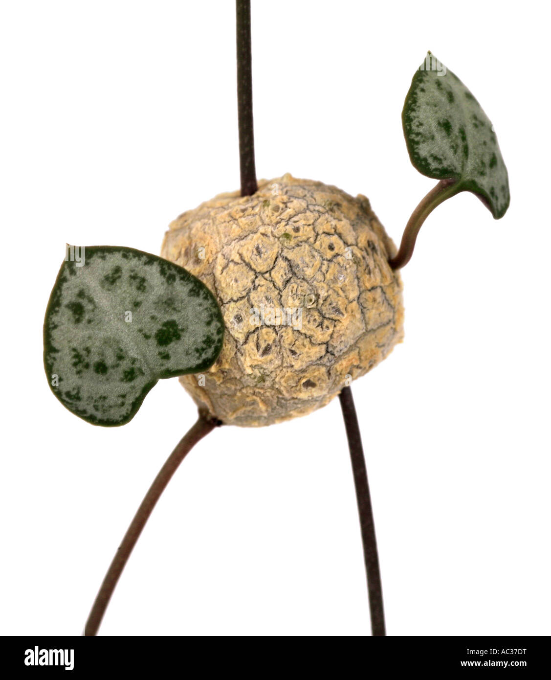 String of Hearts, Rosary Vine (Ceropegia woodii, Ceropegia linearis ssp. woodii), storage bulb  at the sprout Stock Photo