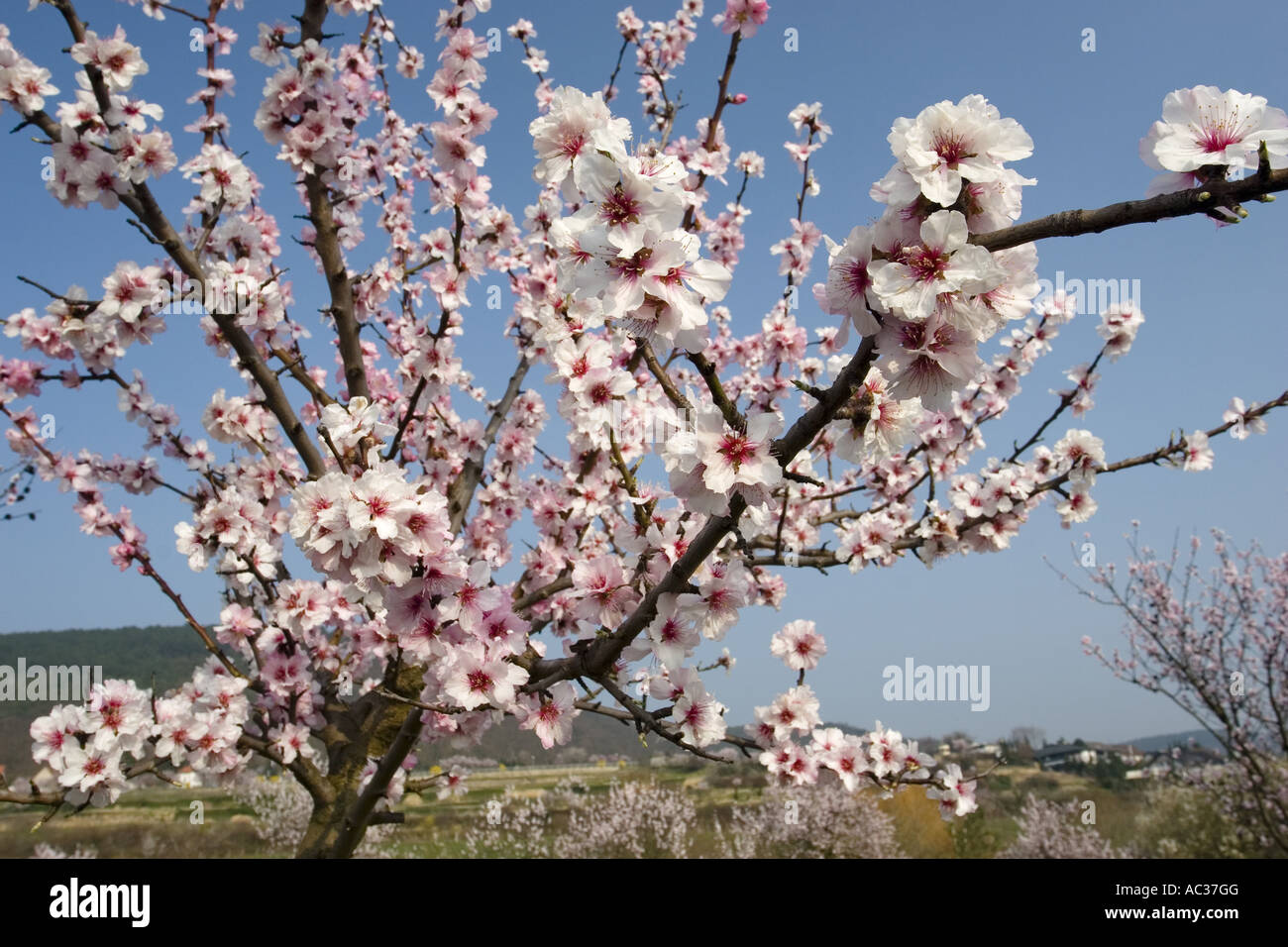 bitter almond (Prunus amygdalus), flowering twigs, wide angle with  selective focus, Germany, Rhineland-Palatinate, Neustadt-Gim Stock Photo -  Alamy