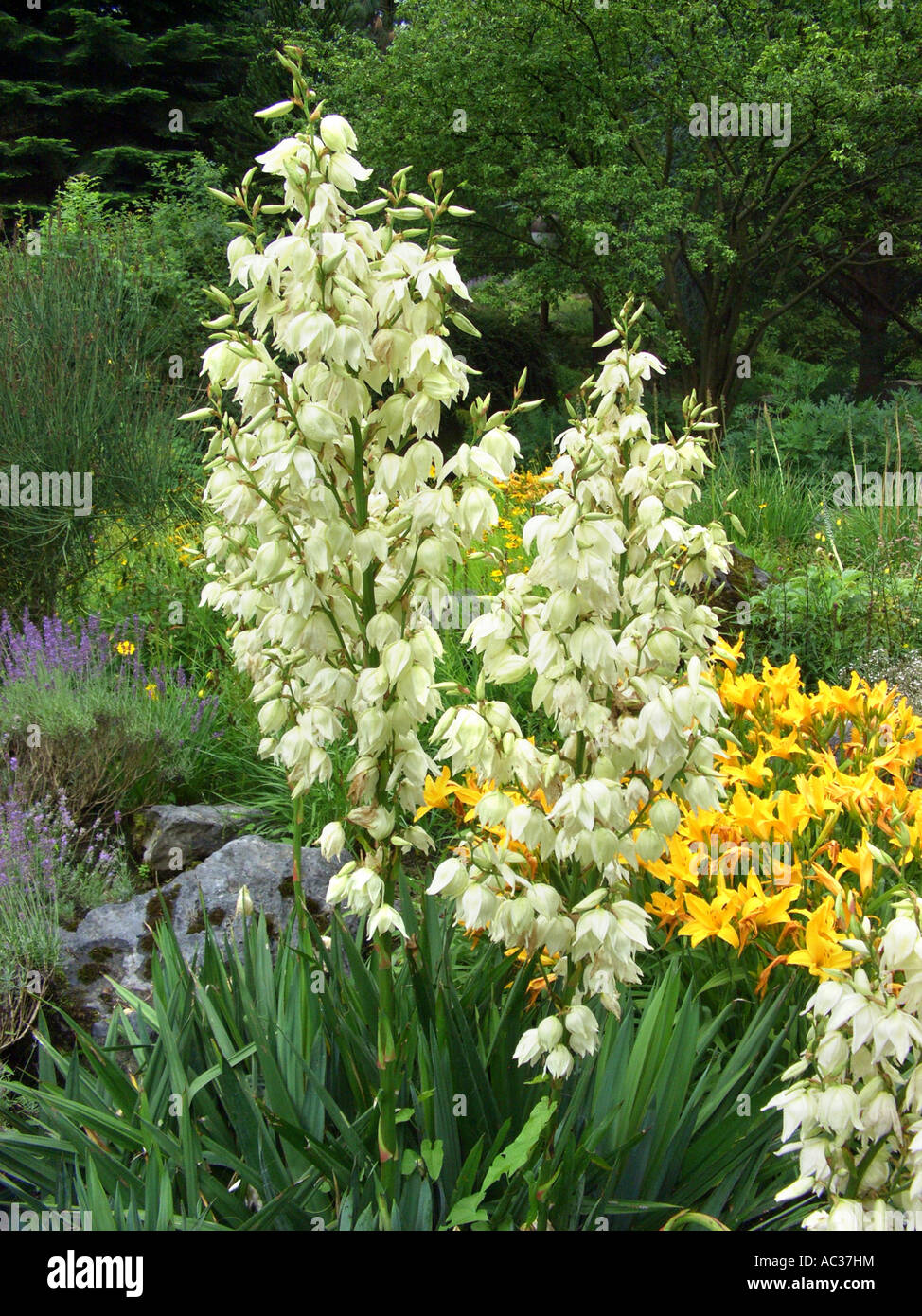 Adam's needle, weak-leaf Yucca (Yucca filamentosa), blooming in a flower bed Stock Photo
