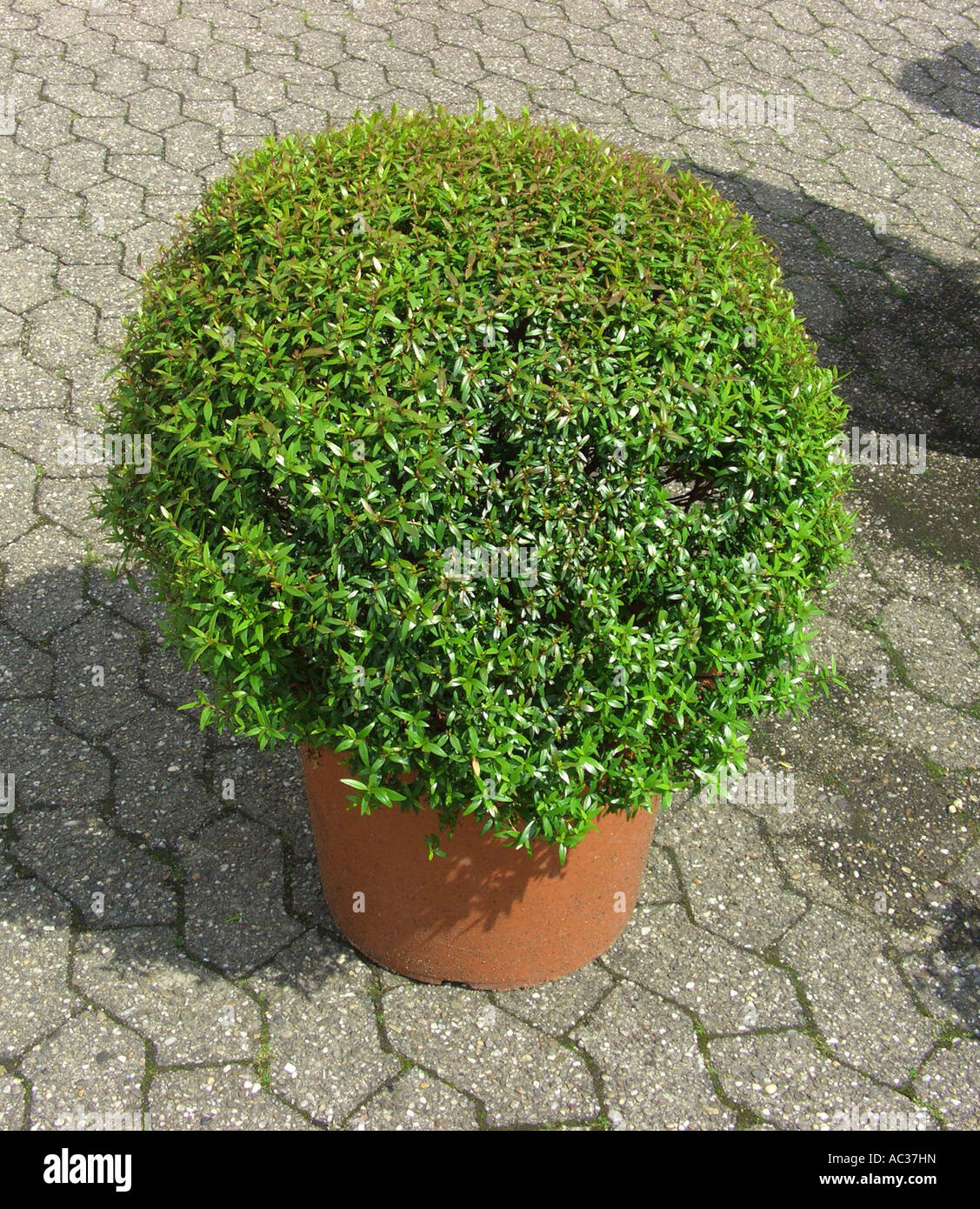 myrtle (Myrtus communis 'Microphylla', Myrtus communis Microphylla), bowl shaped Stock Photo