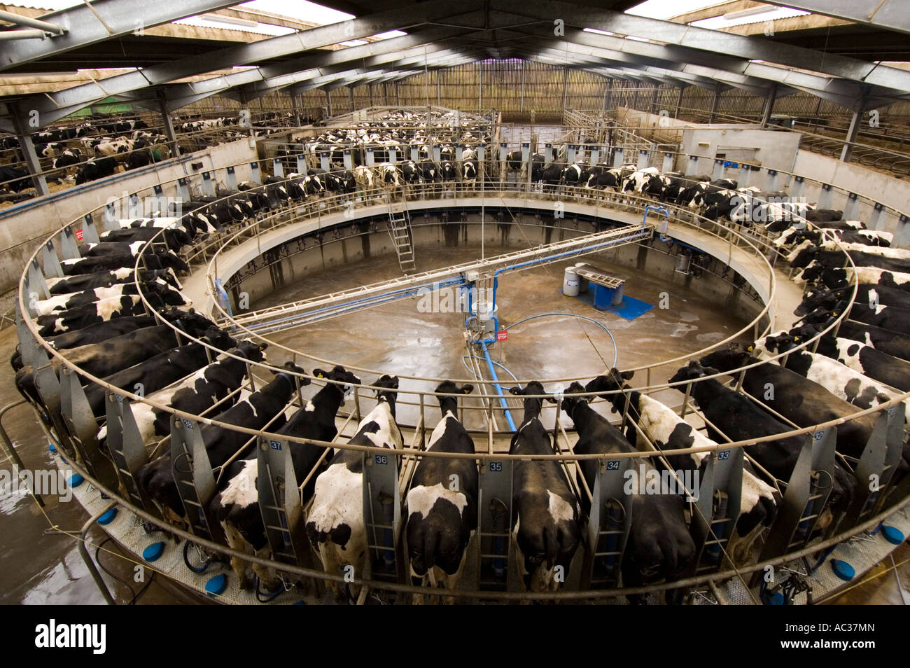 Rotary Milking Parlour on a British Dairy Farm Stock Photo Alamy