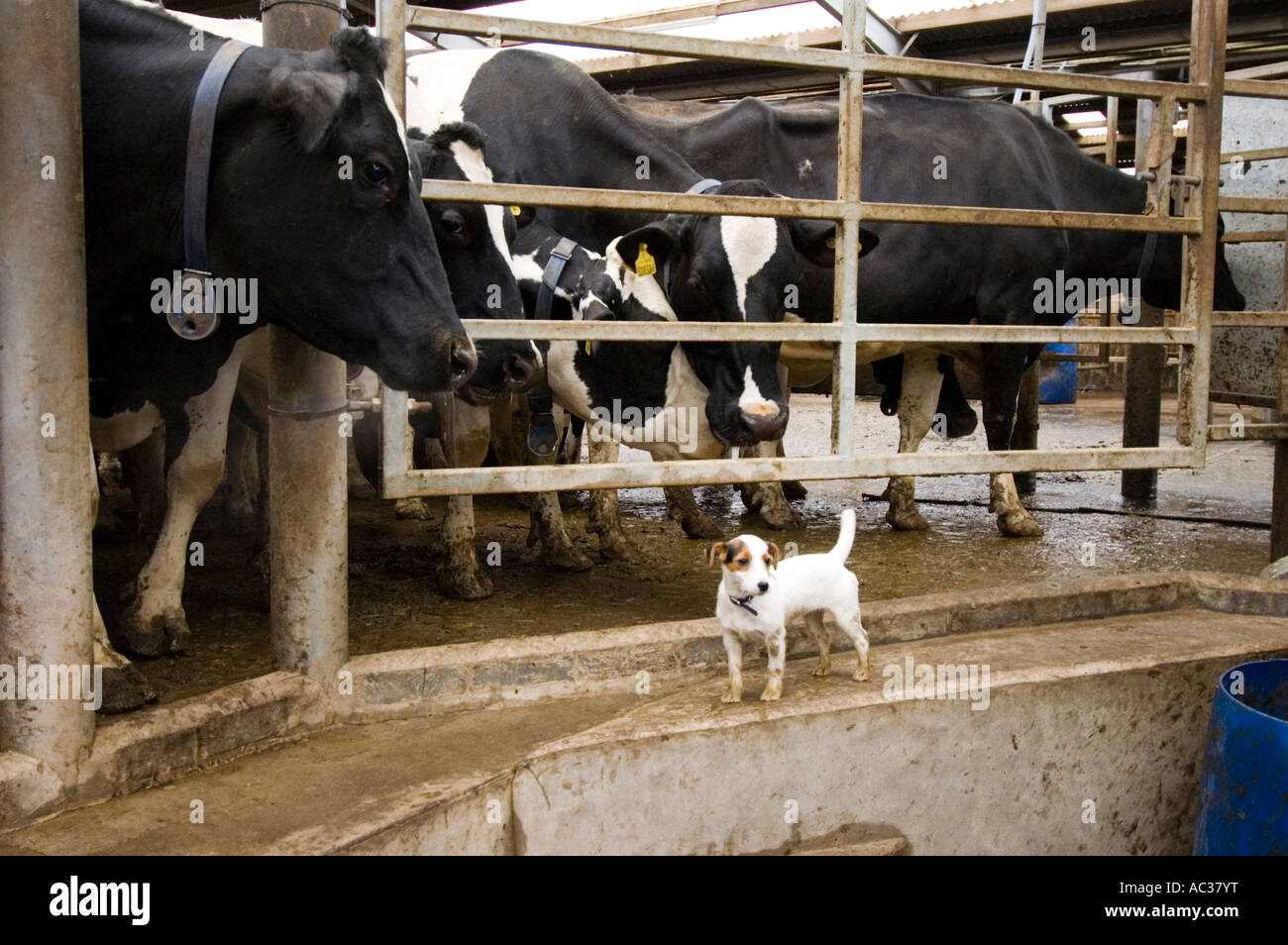 Farm Dog with cows in a Milking Parlour on a British Dairy Farm Stock