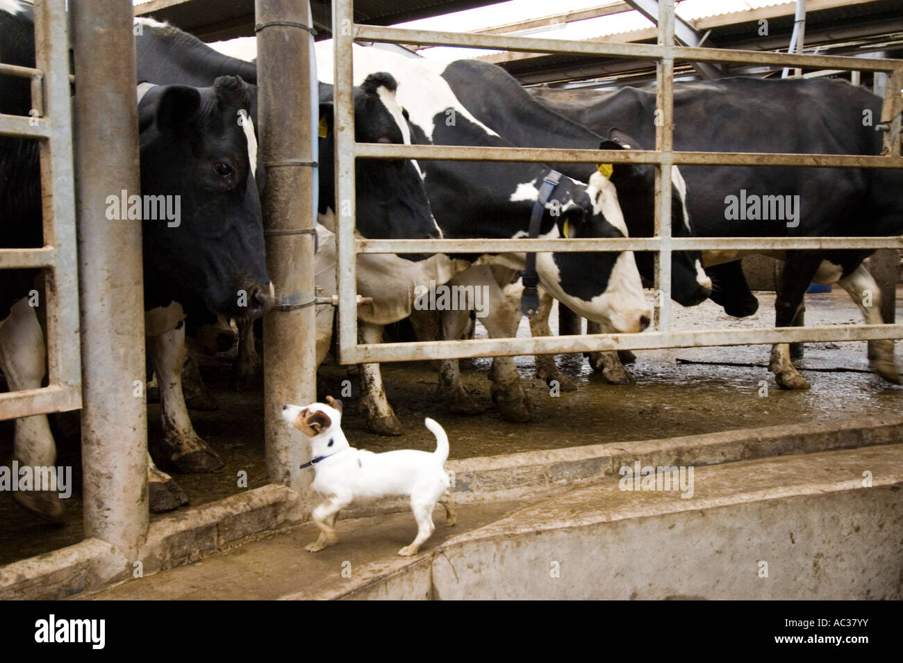 Farm Dog with cows in a Milking Parlour on a British Dairy Farm Stock