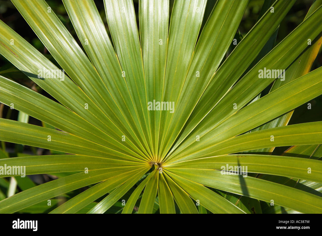 Closeup Silver Thatch or fan Palm leaf Coccothrinax argentata Stock Photo