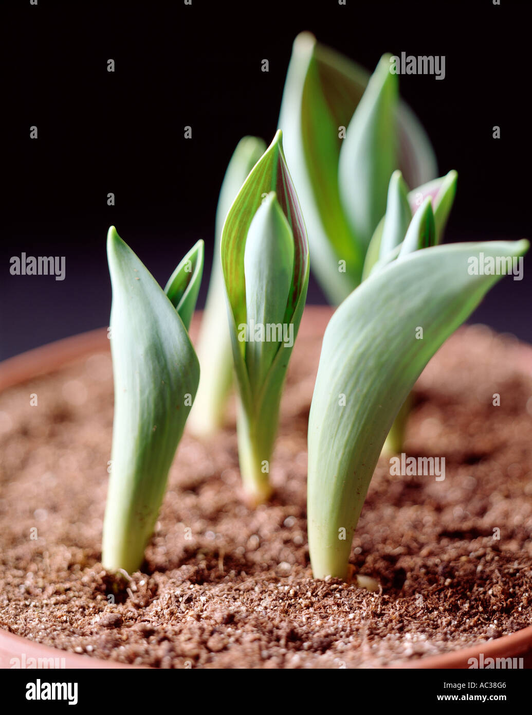 Tulip Bulbs Sprouting High Resolution Stock Photography and Images Alamy