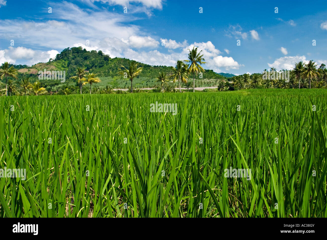 Rice fields near Kalibaru, Java, Indonesia, Asia Stock Photo - Alamy