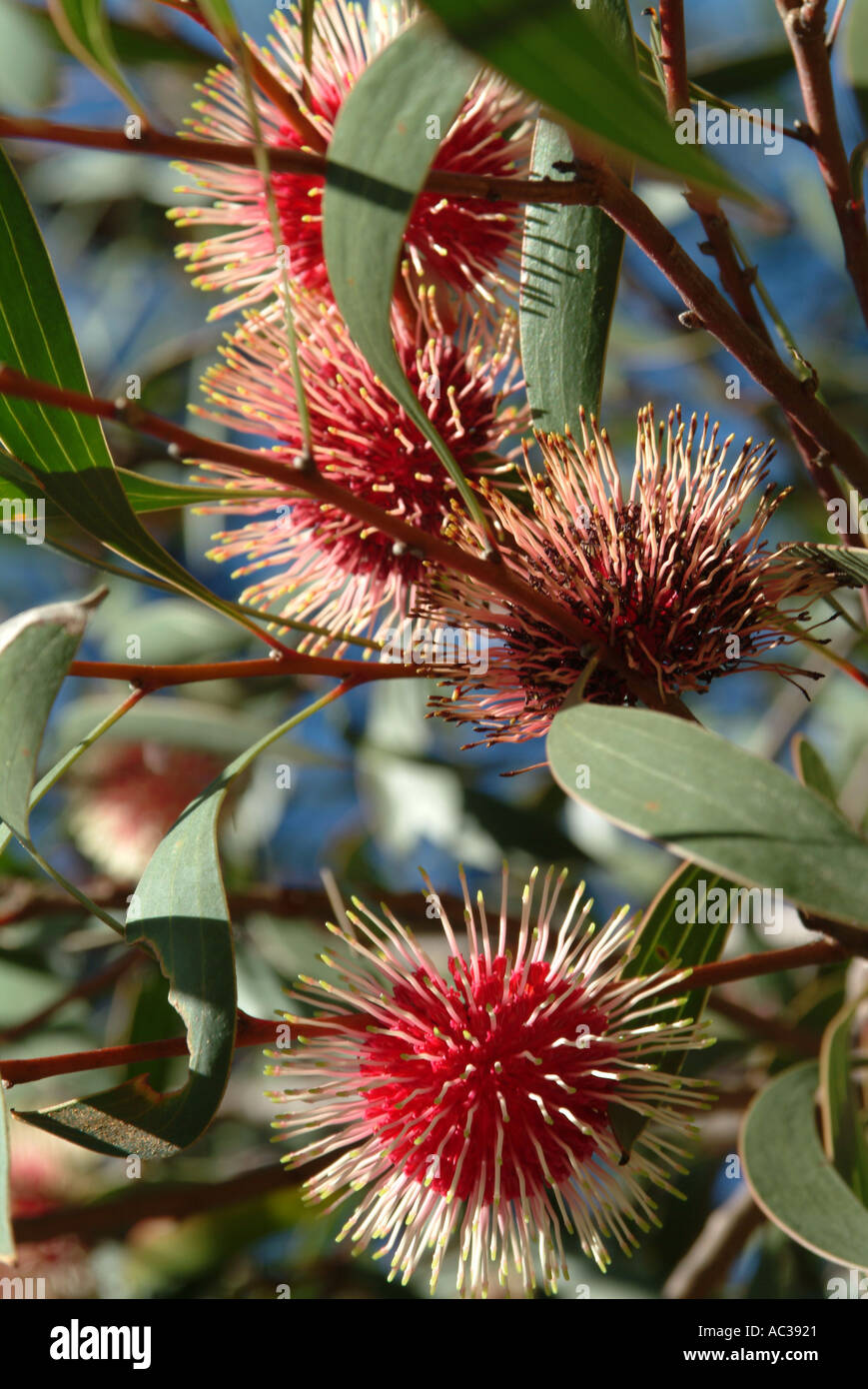 Hakea laurina hires stock photography and images Alamy