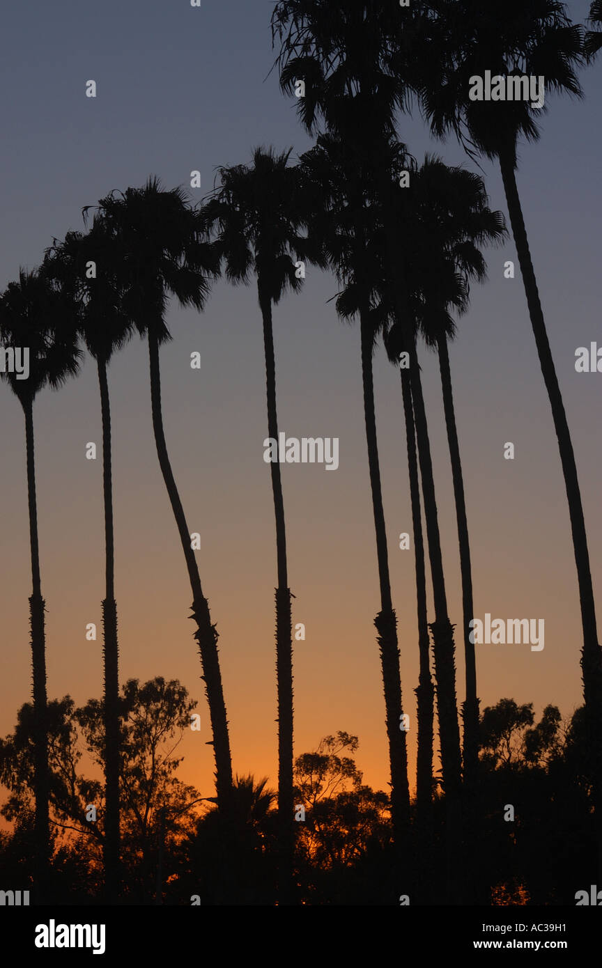 Background image palm trees hi-res stock photography and images - Alamy