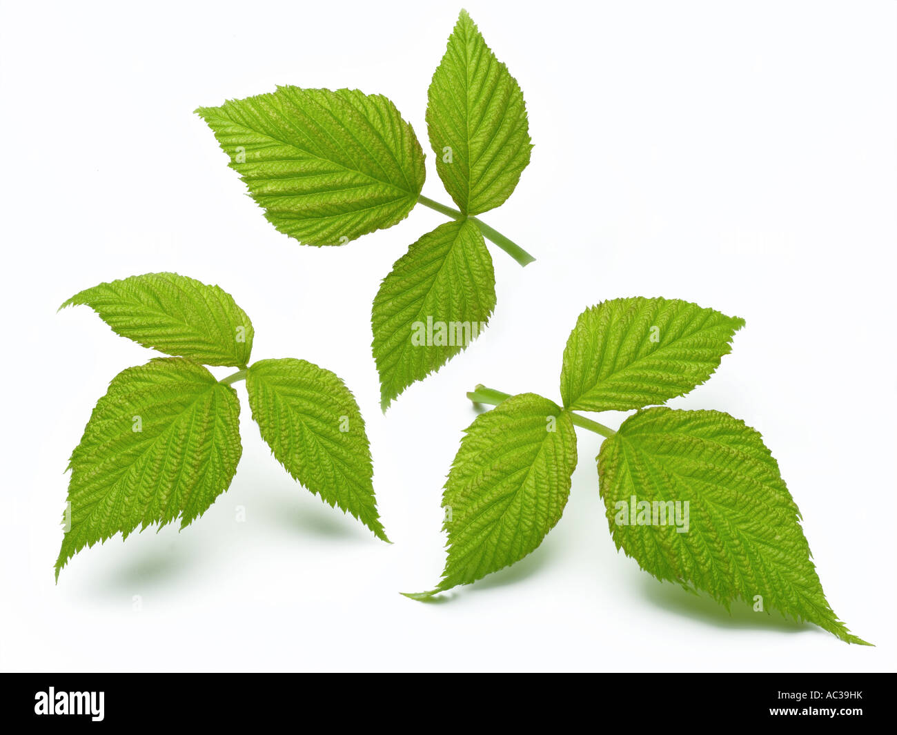 blackberry leaf Stock Photo