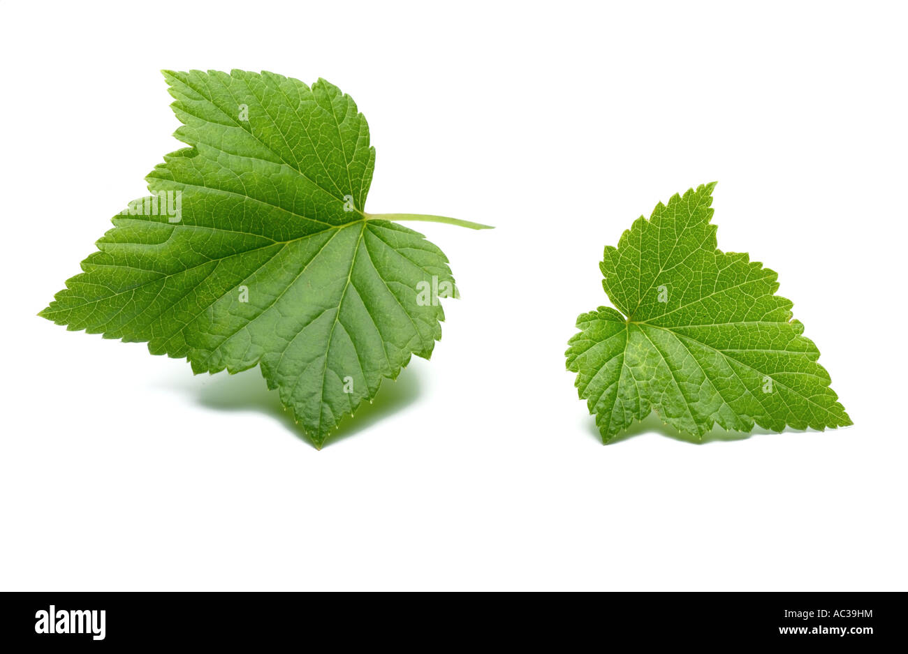 blackcurrant leaf Stock Photo