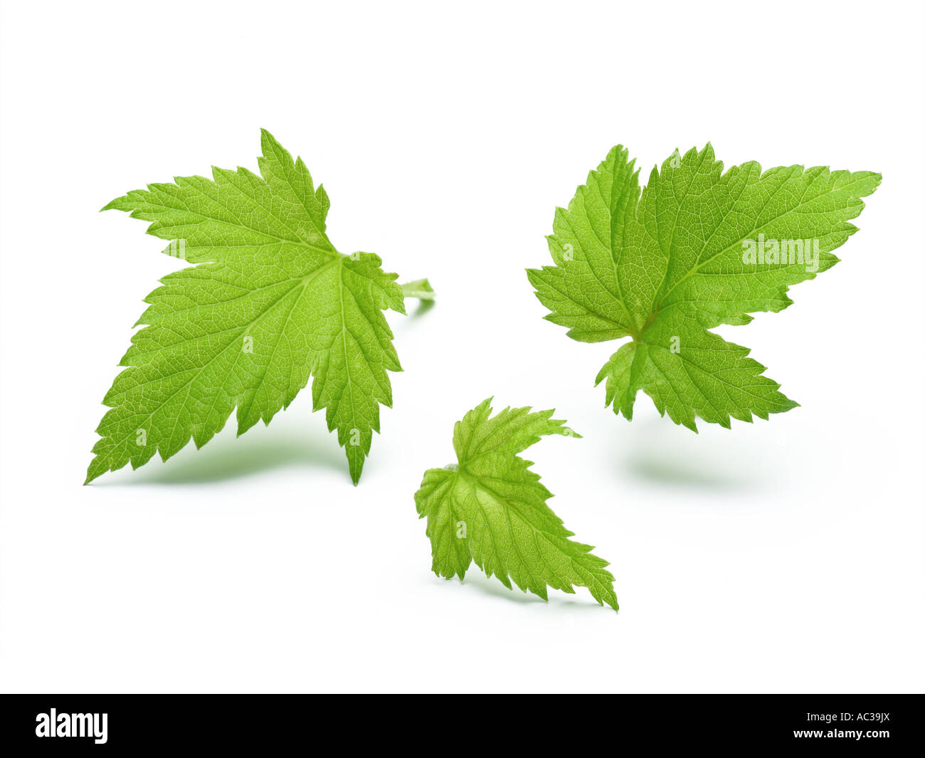 blackcurrant leaf Stock Photo
