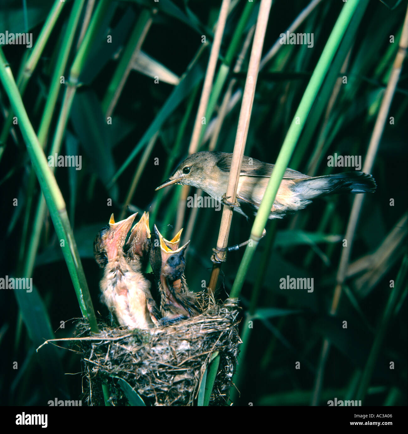 Reed warbler feeding young Stock Photo