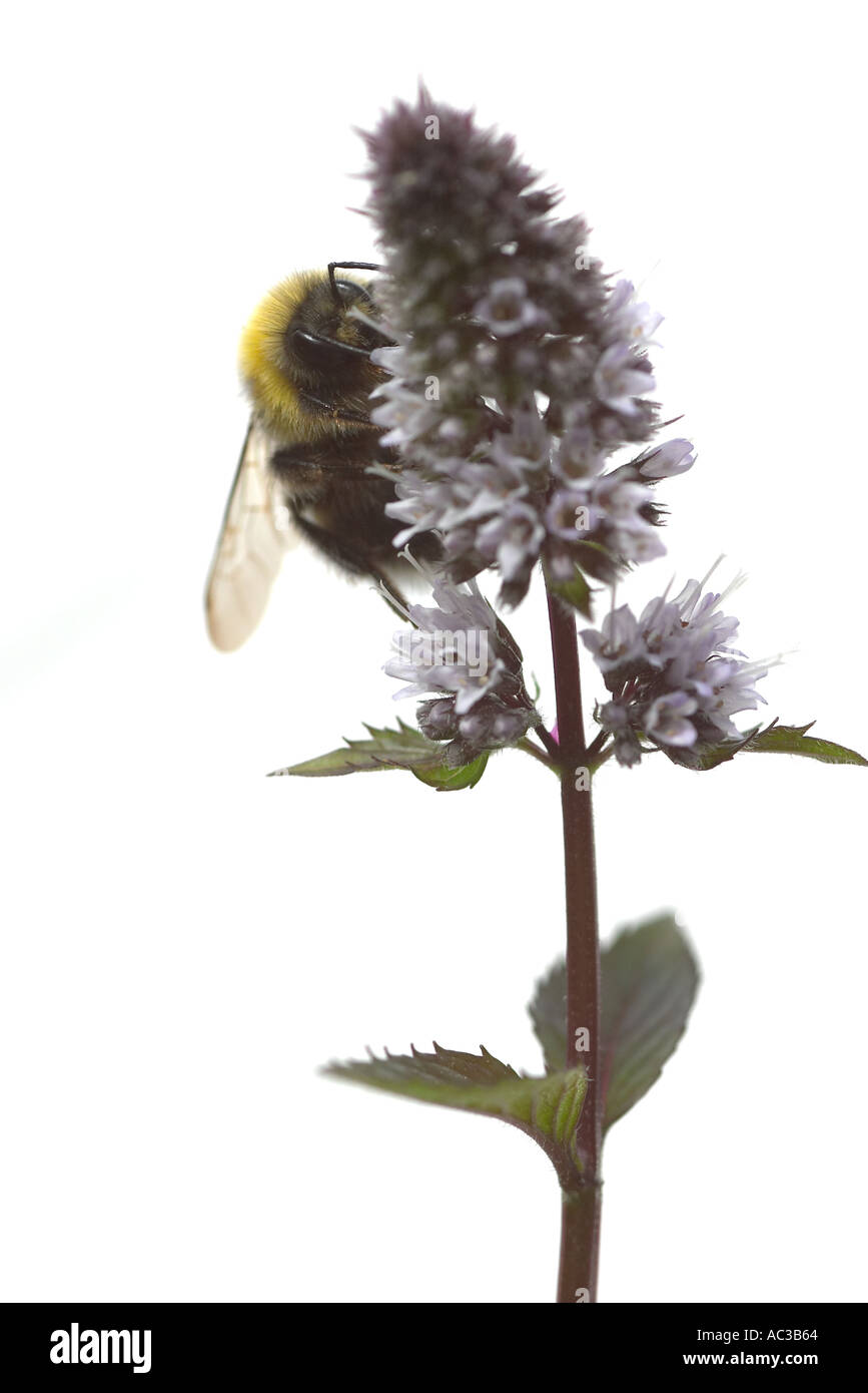 Honey Bee on Mint Flower on white background Stock Photo Alamy