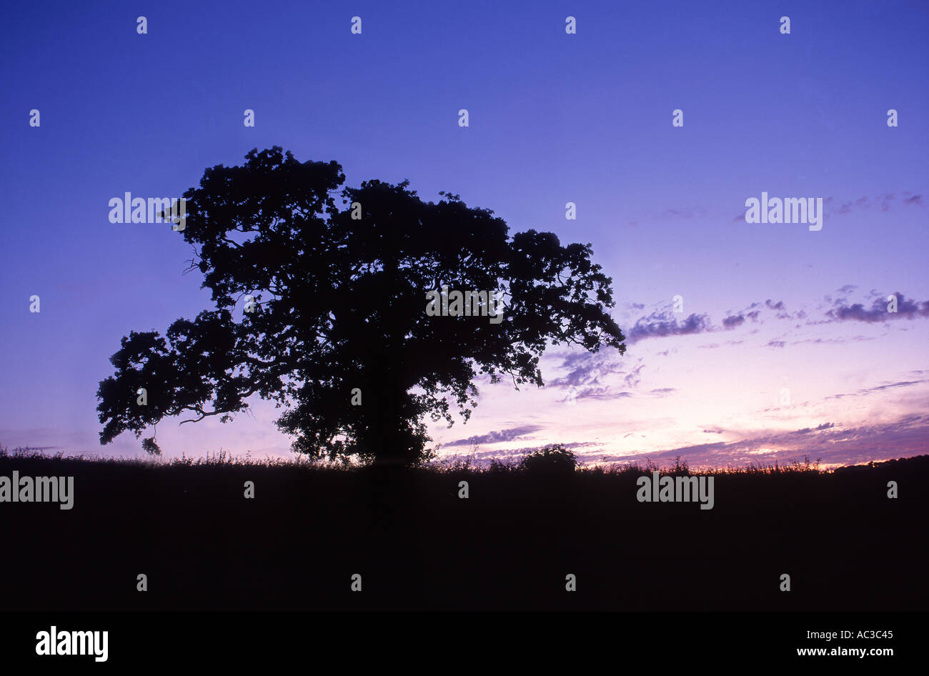 An old oak tree silhouetted at dusk nr Newton Abbot Devon Great Britain