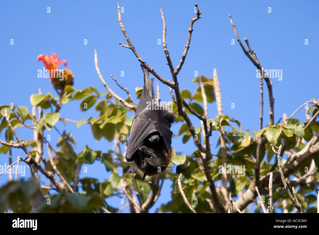 Fruit Bat hanging from trees in the Royal Botanical Gardens Sydney Australia on 10 July 2007 Stock Photo