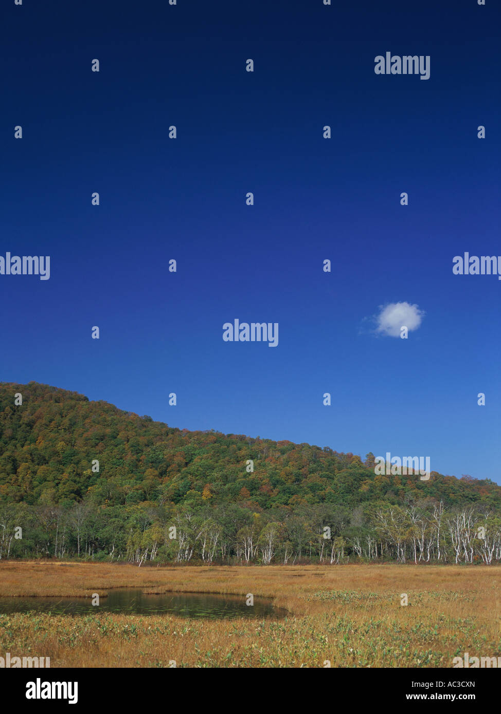 Ozegahara Gunma Prefecture Japan Stock Photo