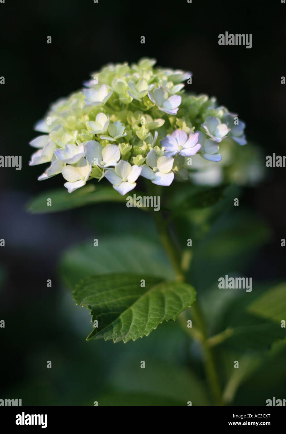 Street flower in Brooklyn Stock Photo Alamy