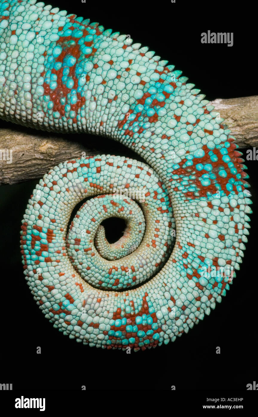Panther Chameleon (Furcifer pardalis) Coiled Tail of Male in breeding colors, Ankarana, WESTERN MADAGASCAR Stock Photo