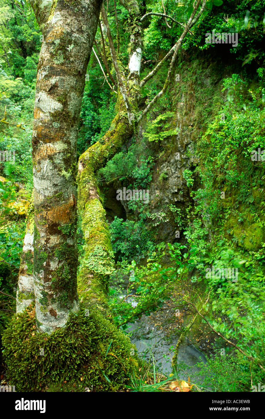 Southern Beech Forest near Oxford Canterbury South Island New Zealand