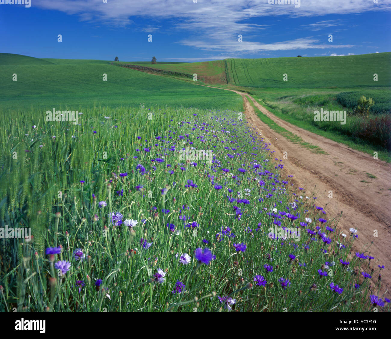 Whitman County, WA: Dirt road winds through the green Palouse hills with bachelor buttons blooming on roadside Stock Photo