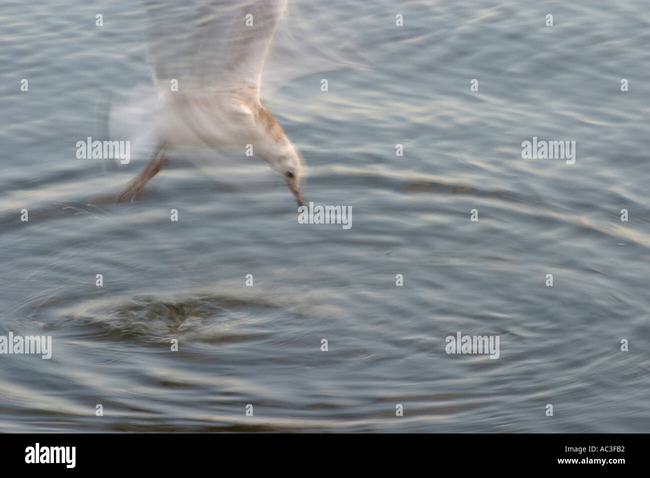Seagull diving for fish at lake hires stock photography and images Alamy