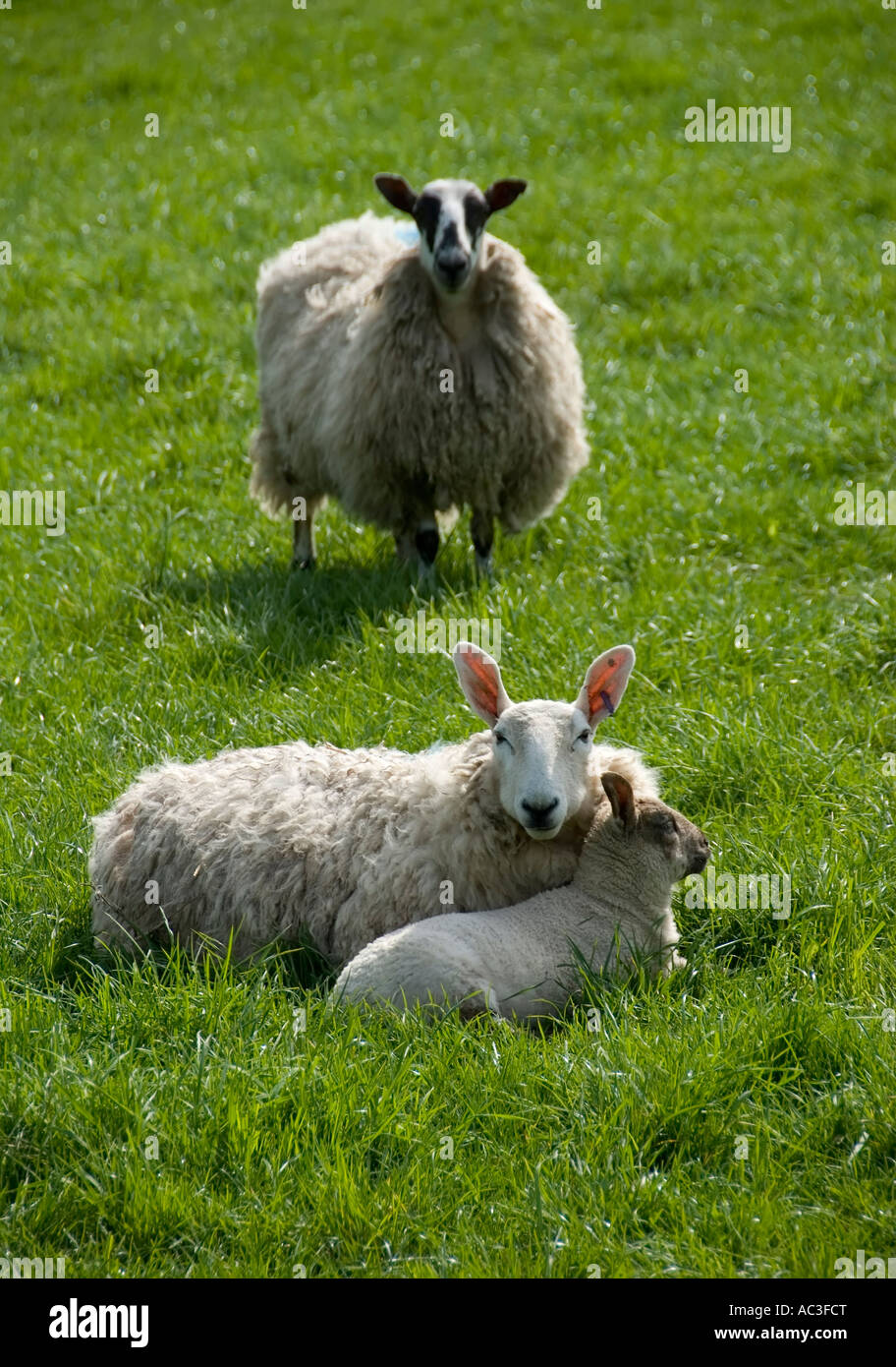 Sheep in green grass field Stock Photo - Alamy