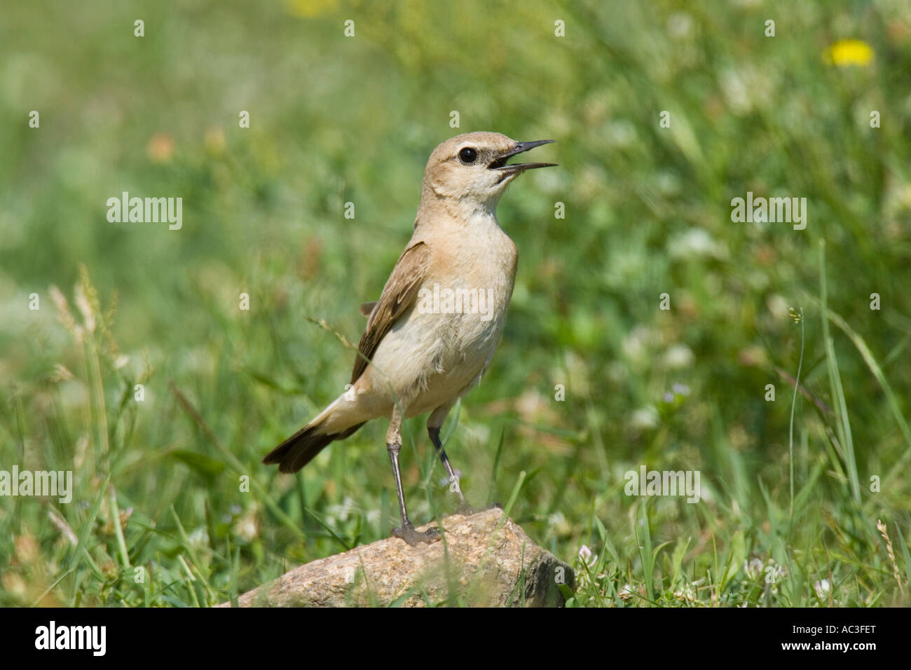 Isabelline Wheatear perched on rock Stock Photo