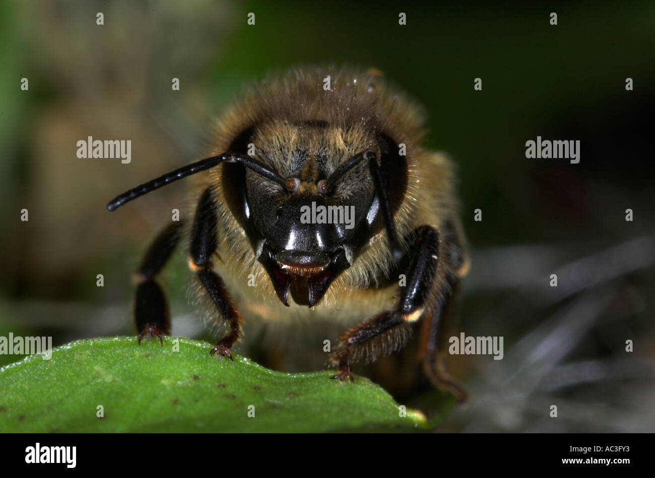 Honey Bee Apis mellifera close up of worker bees face showing eyes antennae and mouthparts United Kingdom Stock Photo