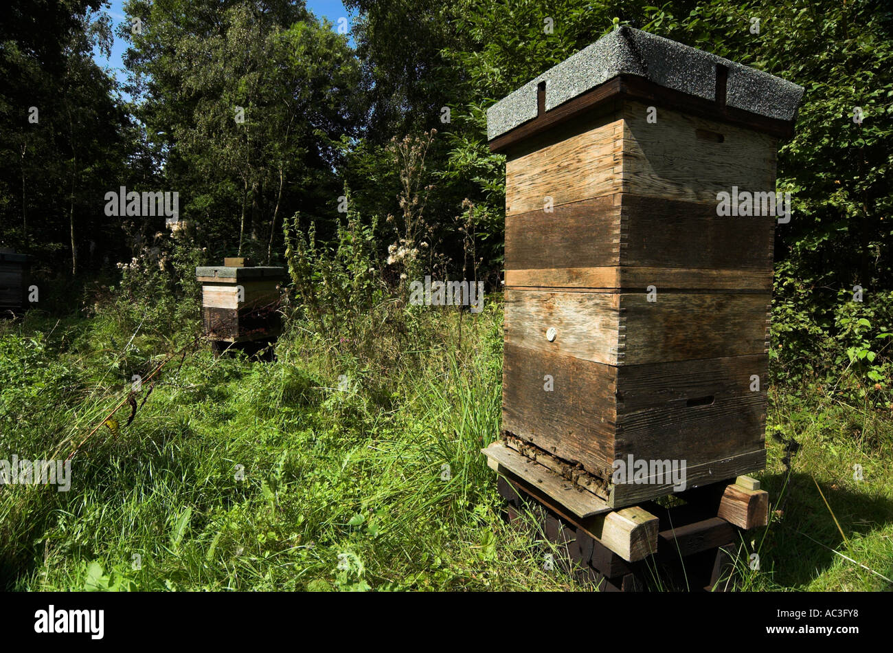 Honey Bee Hive Apis mellifera in surrounding woodland wide angle worker bees coming out of entrance United Kingdom Stock Photo