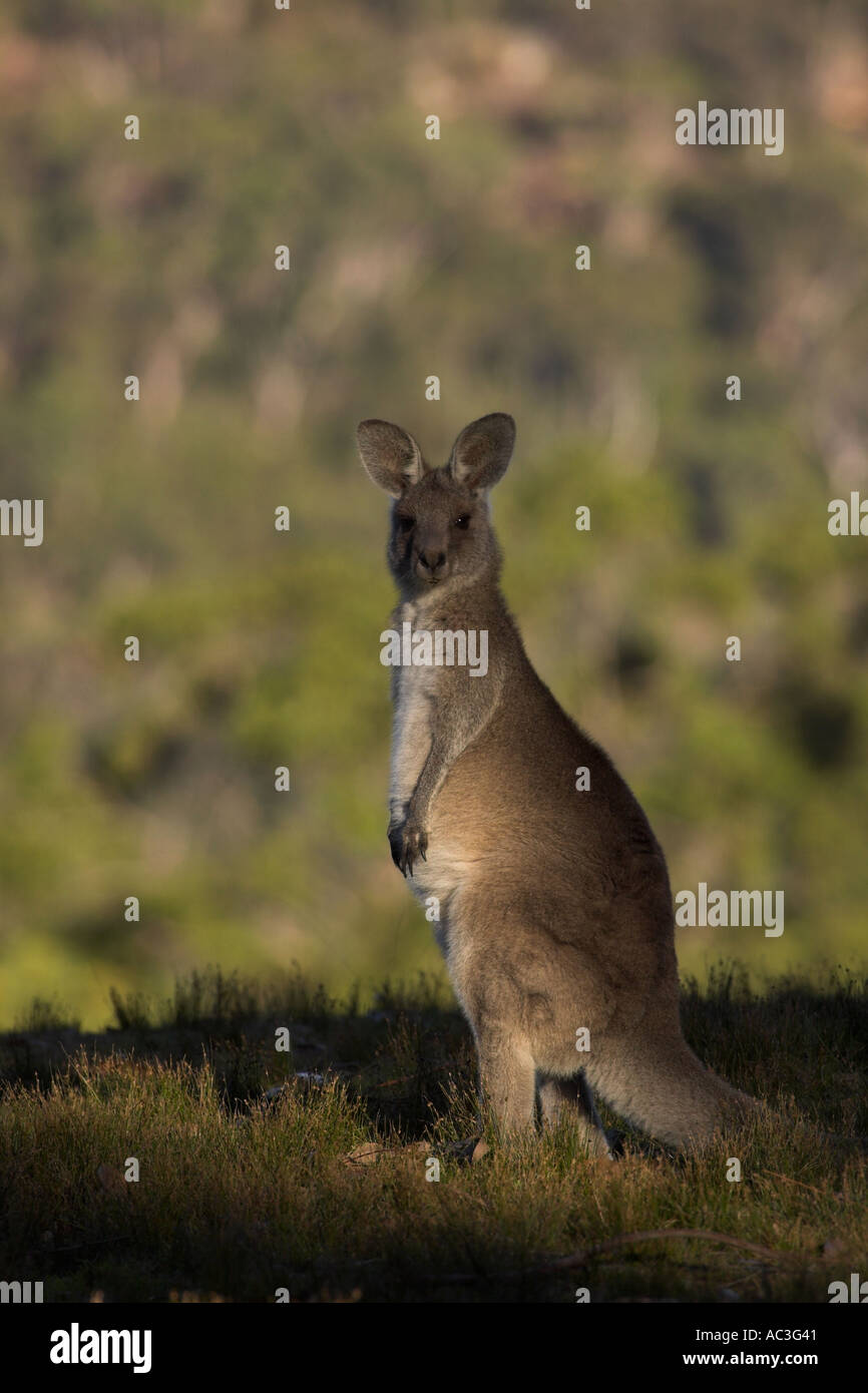 Eastern grey kangaroo macropus giganteus Stock Photo