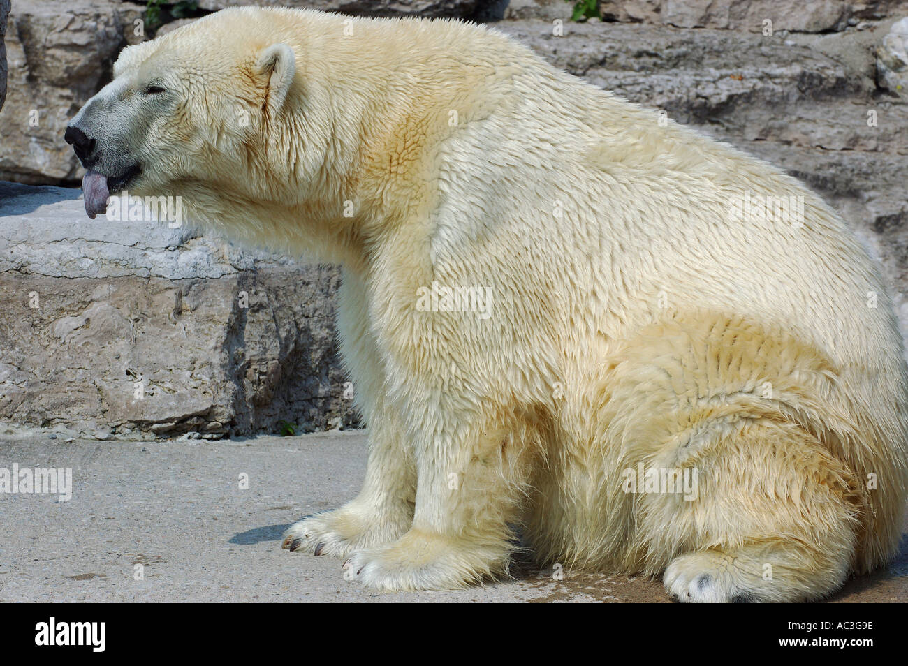 Polar bear sitting on rocks with tongue hanging out Stock Photo