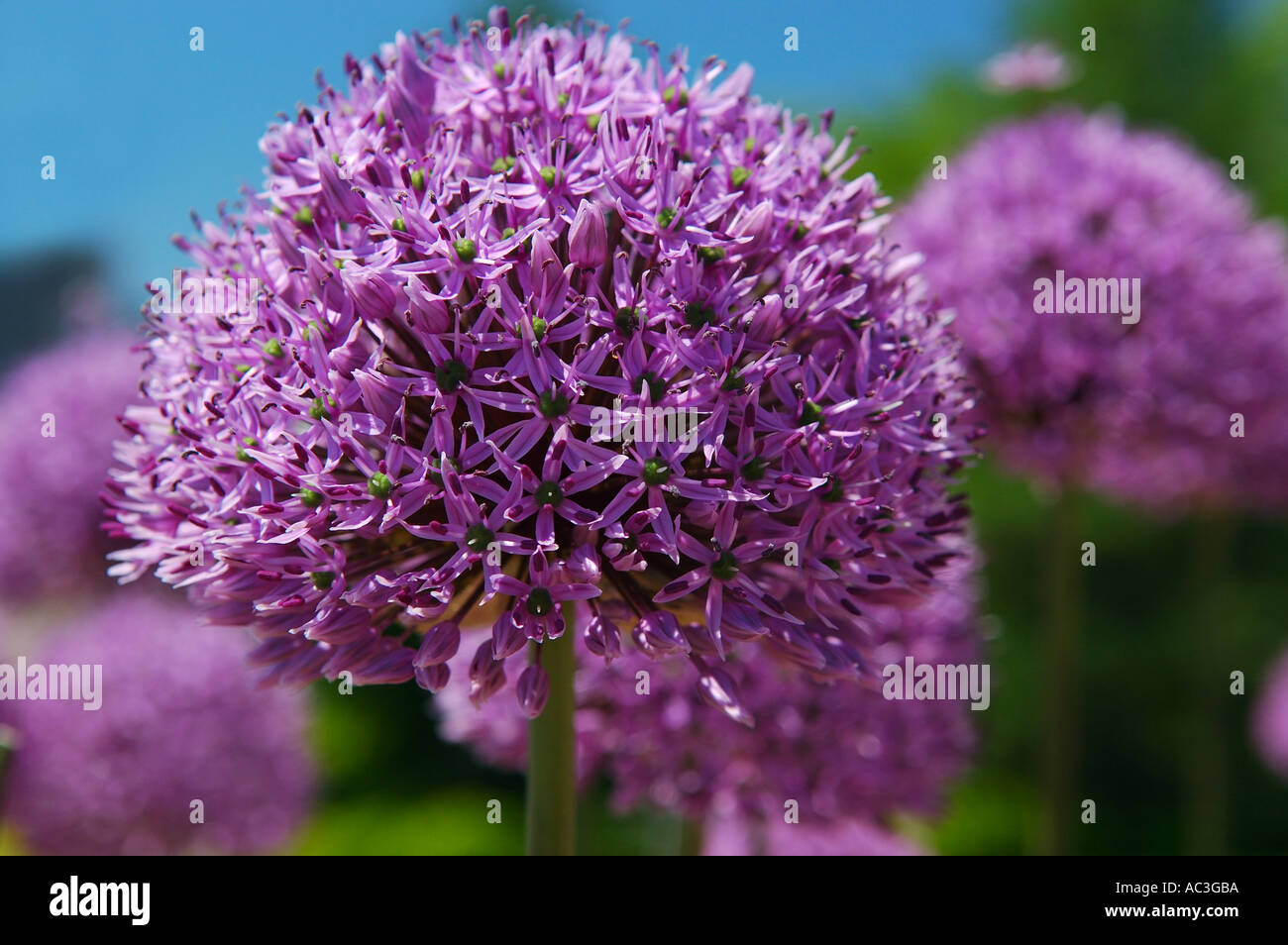 Purple Allium flower close up Stock Photo