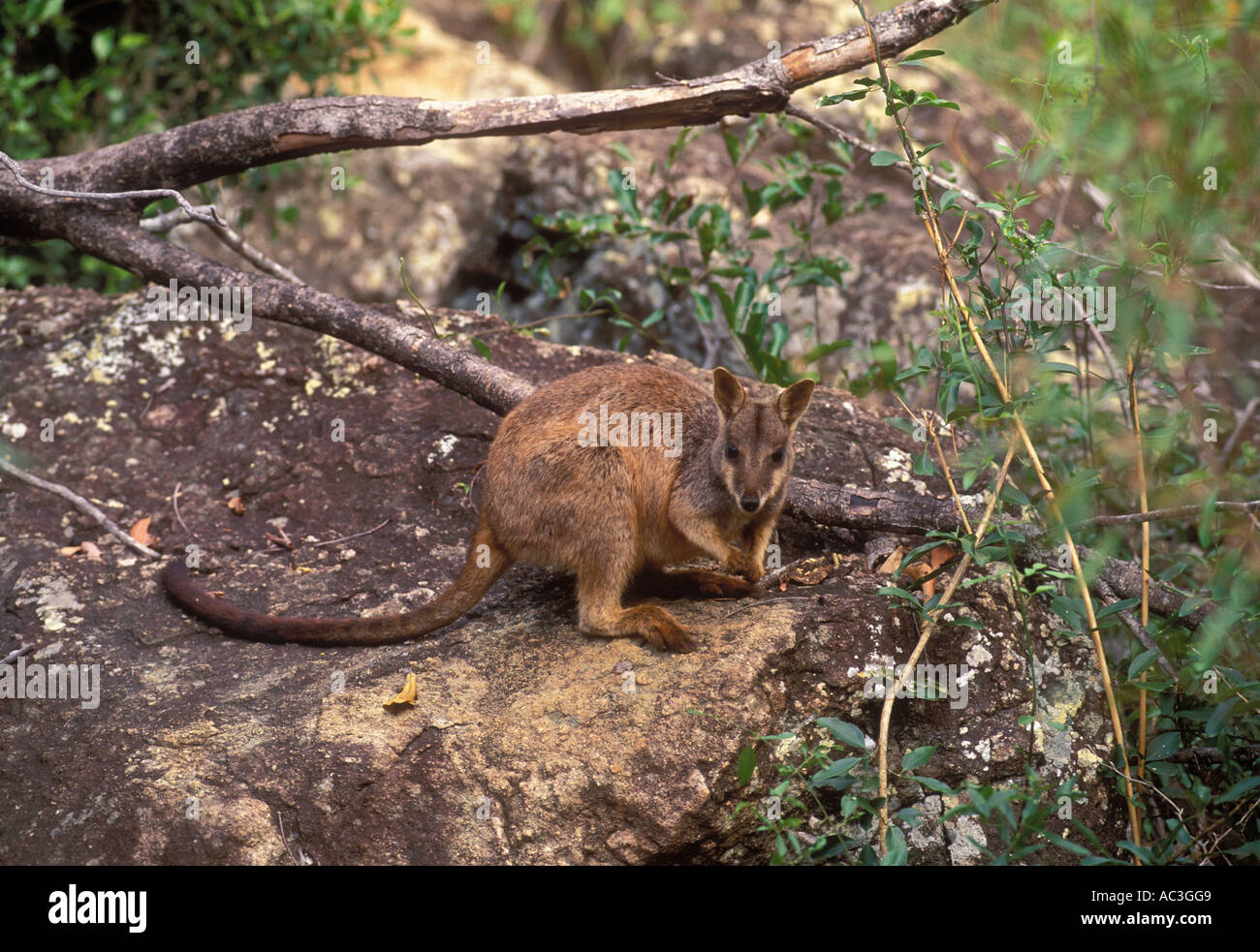 Allied Rock Wallaby Petrogale assimilis Photographed in Queensland Australia Stock Photo