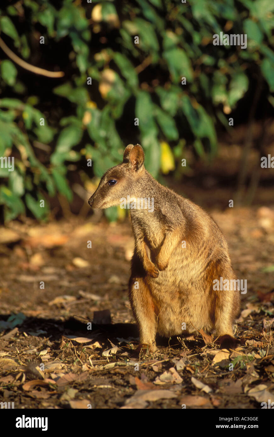 Allied Rock Wallaby Petrogale assimilis Photographed in Queensland Australia Stock Photo