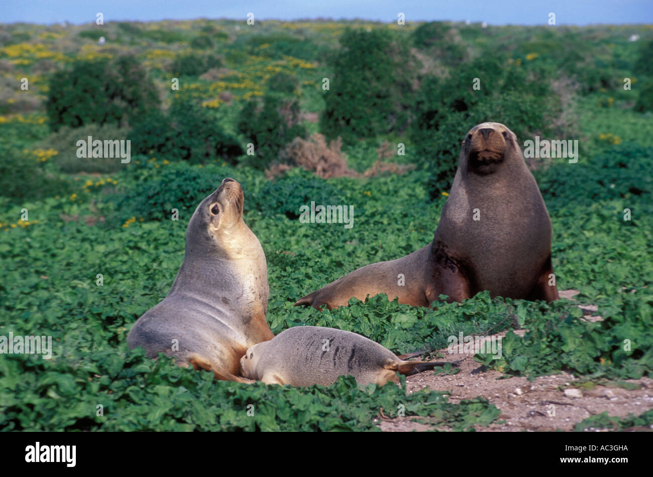 Australian Sea Lion Neophoca cinerea Family group Photographed in South