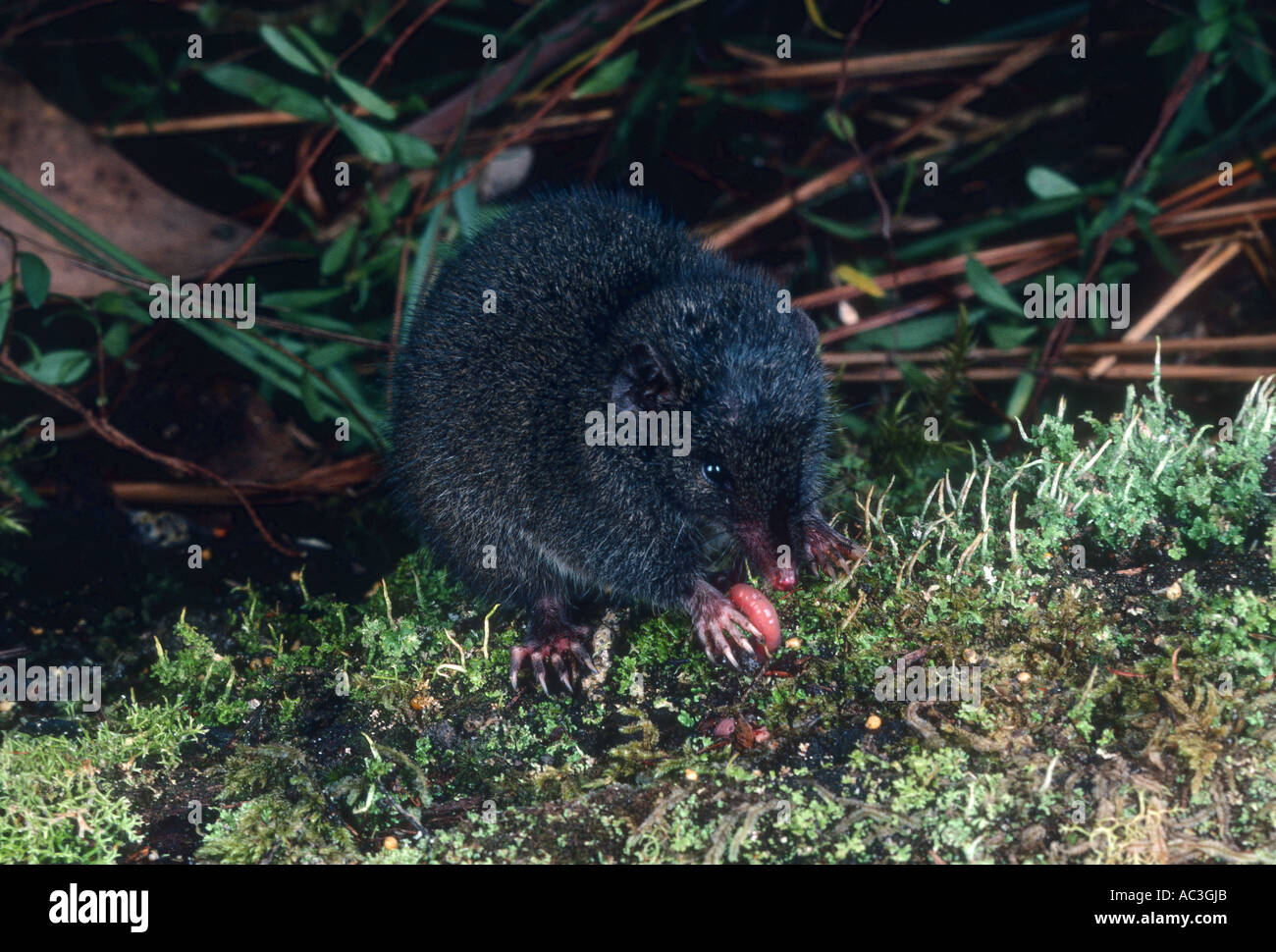 Dusky Ant Dusky Antechinus Antechinus swainsonii Photographed in Tasmania ...