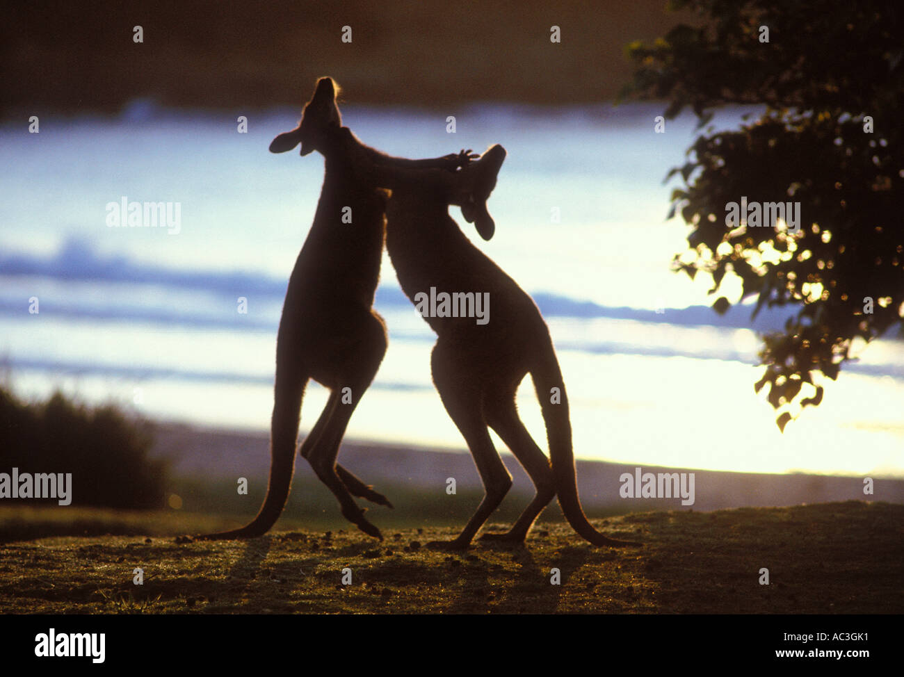 Eastern Grey Kangaroo Macropus giganteus Males boxing Stock Photo